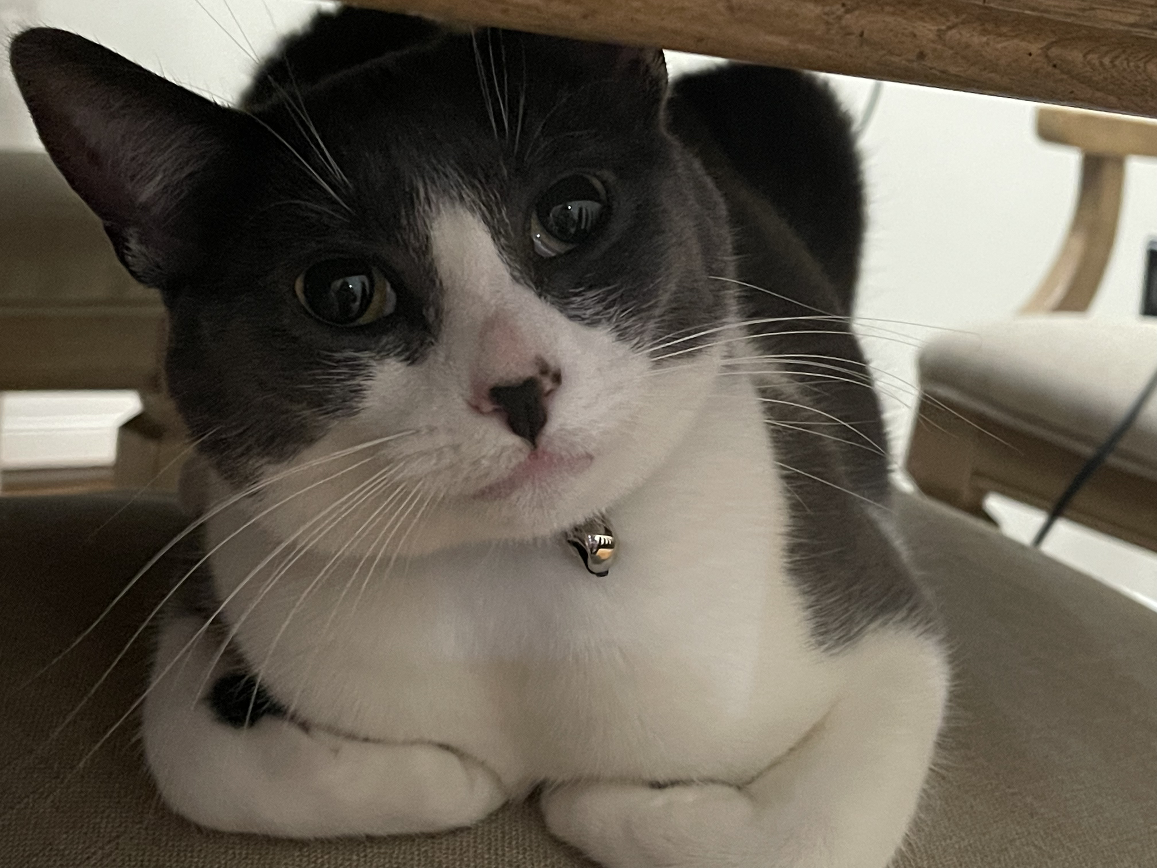 Nami the cat